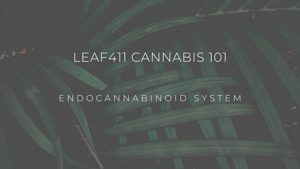 What is the Endocannabinoid System? | Leaf411 Answers